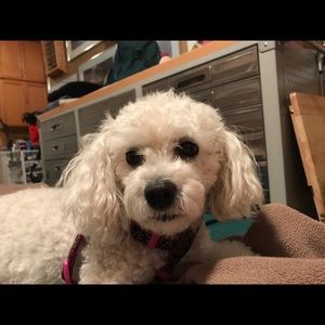 Meet your Posher, Susan